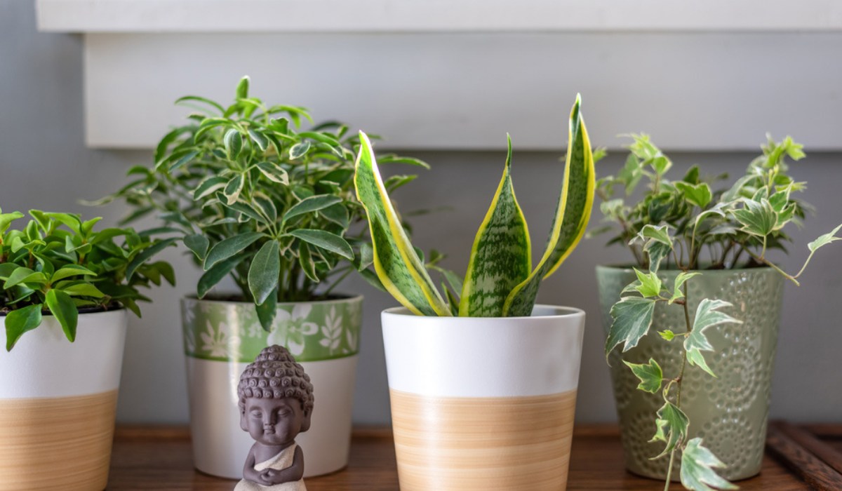 vasos com plantas de bom feng shui