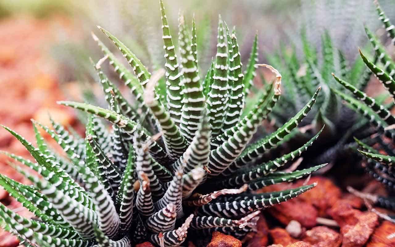 Haworthia fasciata