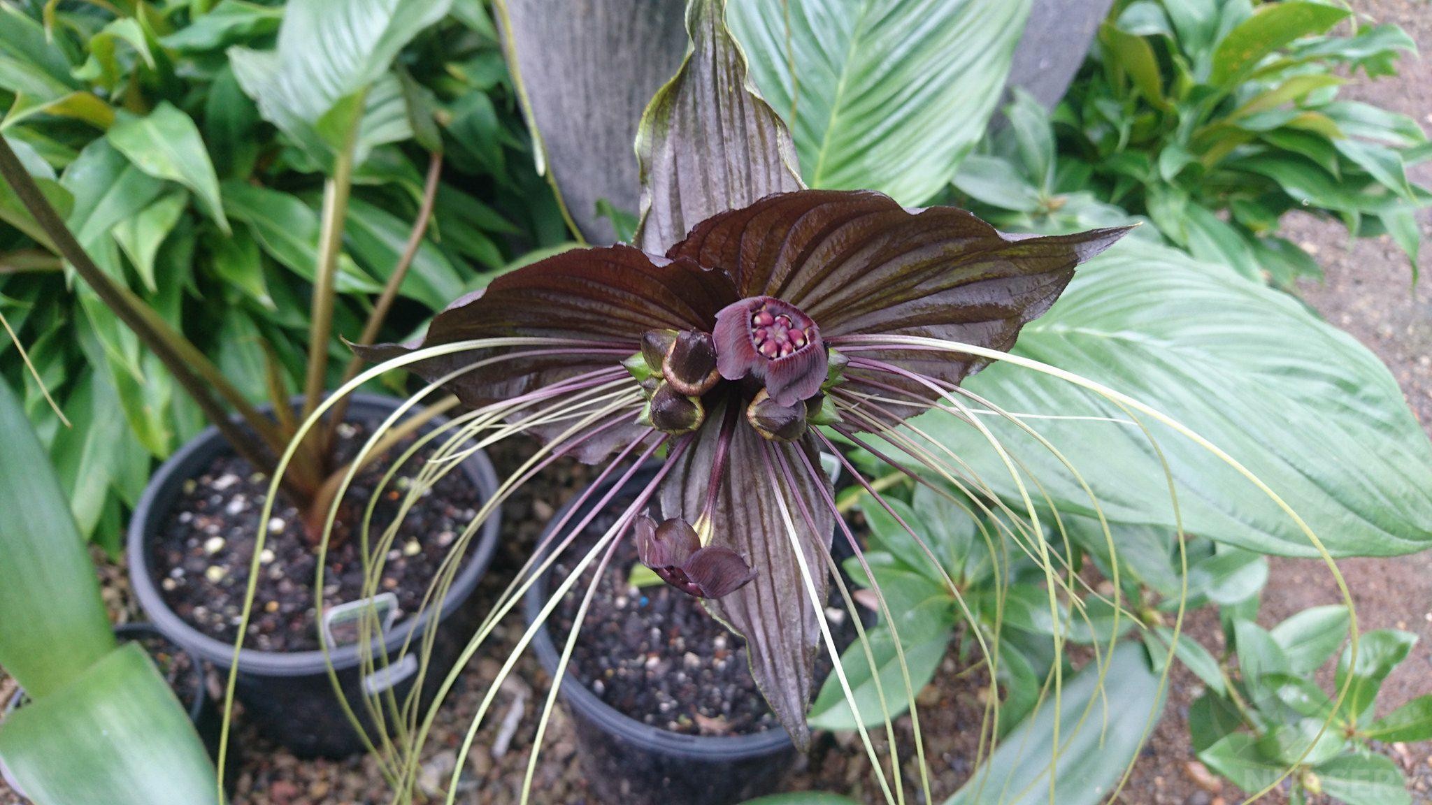 flor-morcego em vaso em área externa