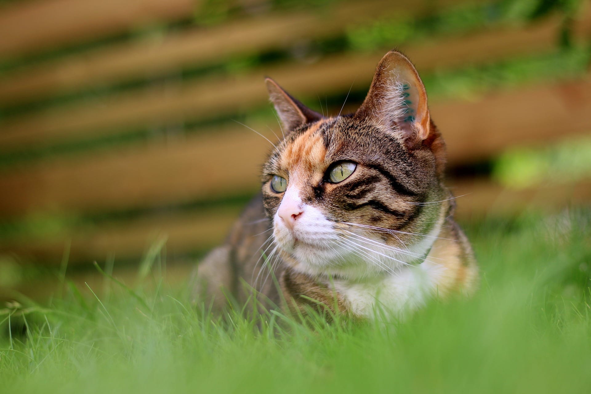 gato deitado na grama