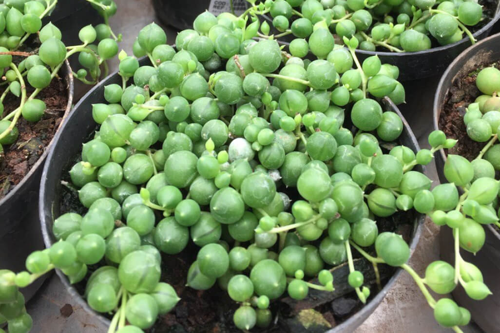 plantas rasteiras para espaço externo