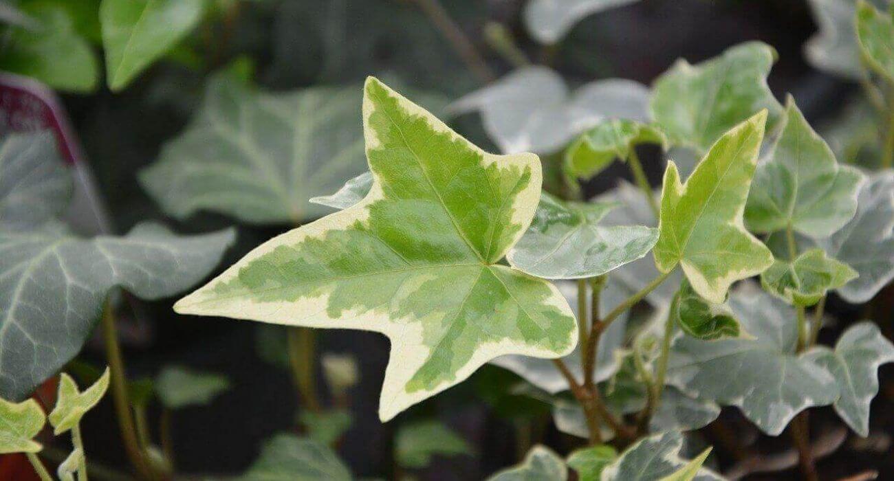 plantas rasteiras para espaço externo