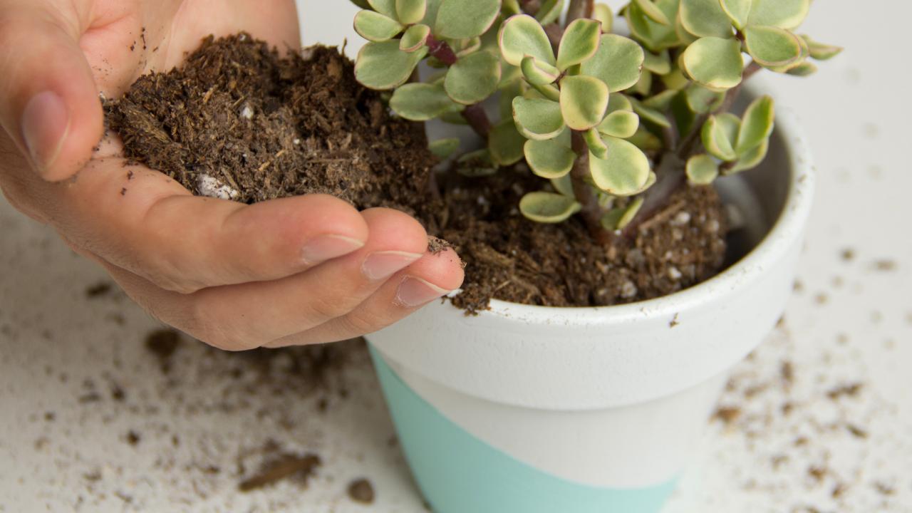 replantio de suculenta em vaso