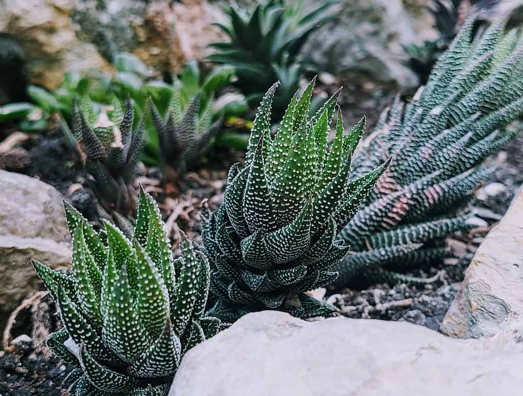 suculentas do gênero Haworthia