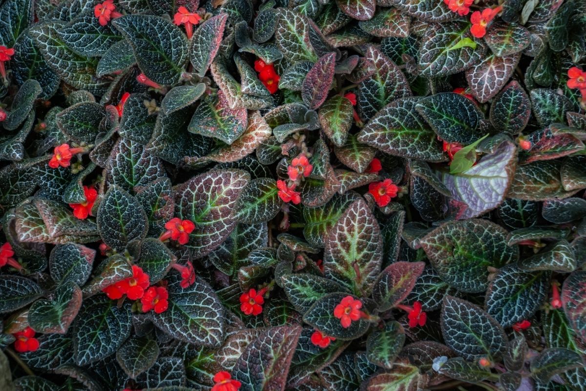 tapete de rainha como cultivar