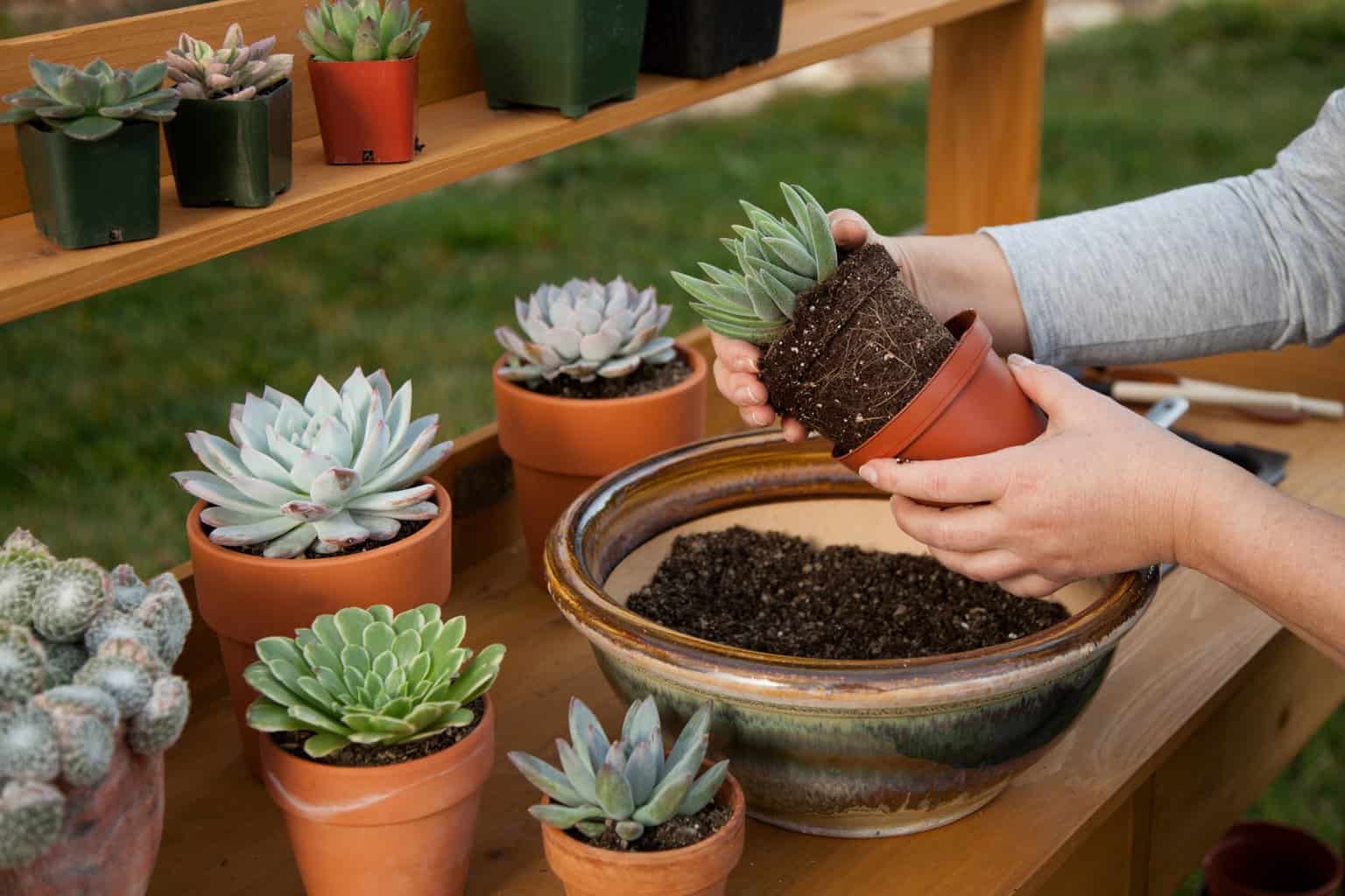 troca de vaso de suculenta