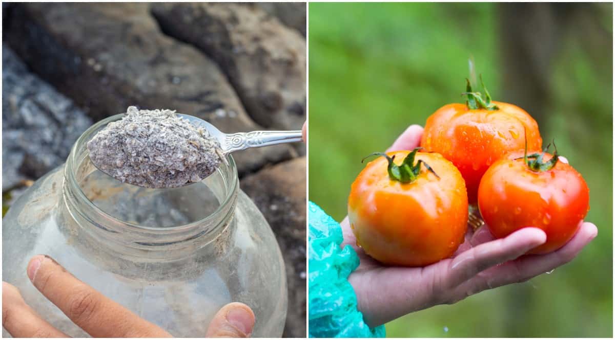 uso de cinza de madeira no jardim para frutas