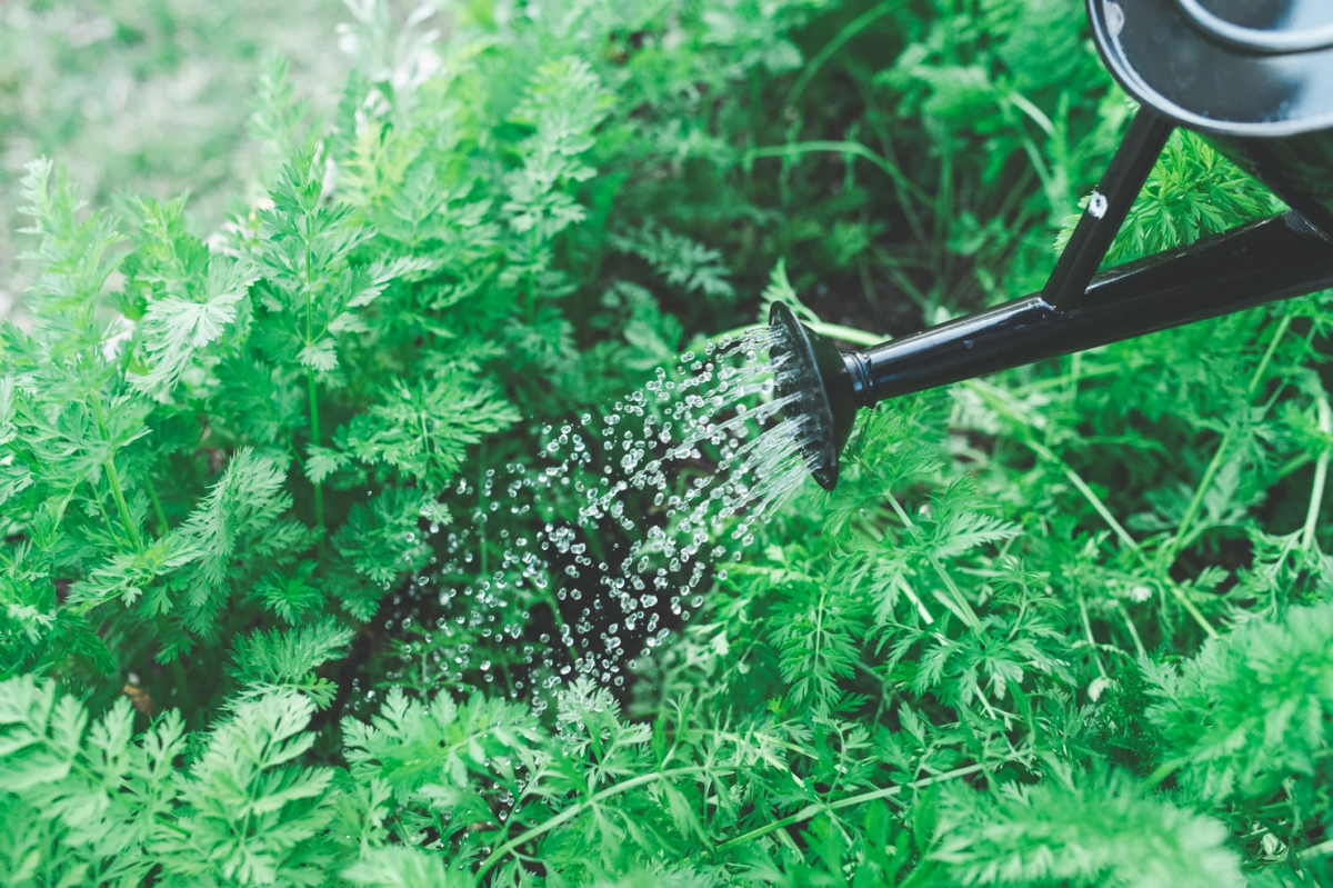 uso de regador em plantas no jardim