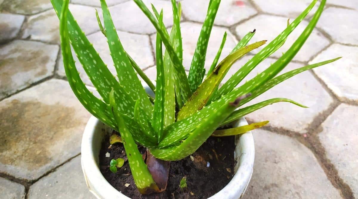 vaso branco com aloe vera