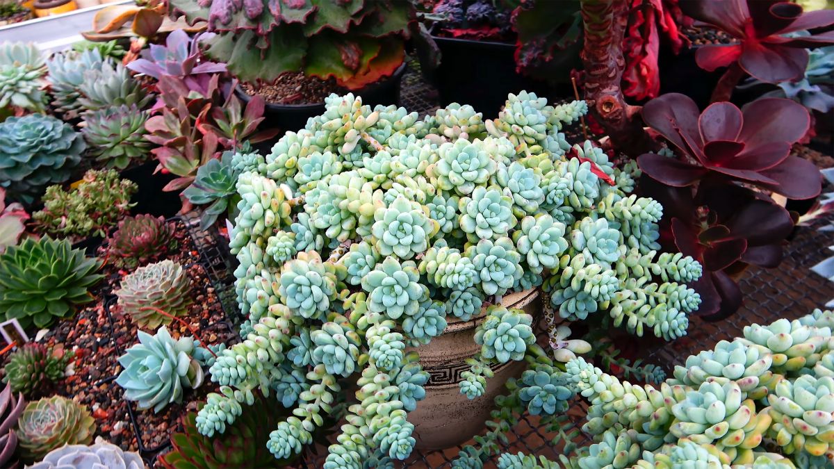 vaso com suculenta do gênero sedum