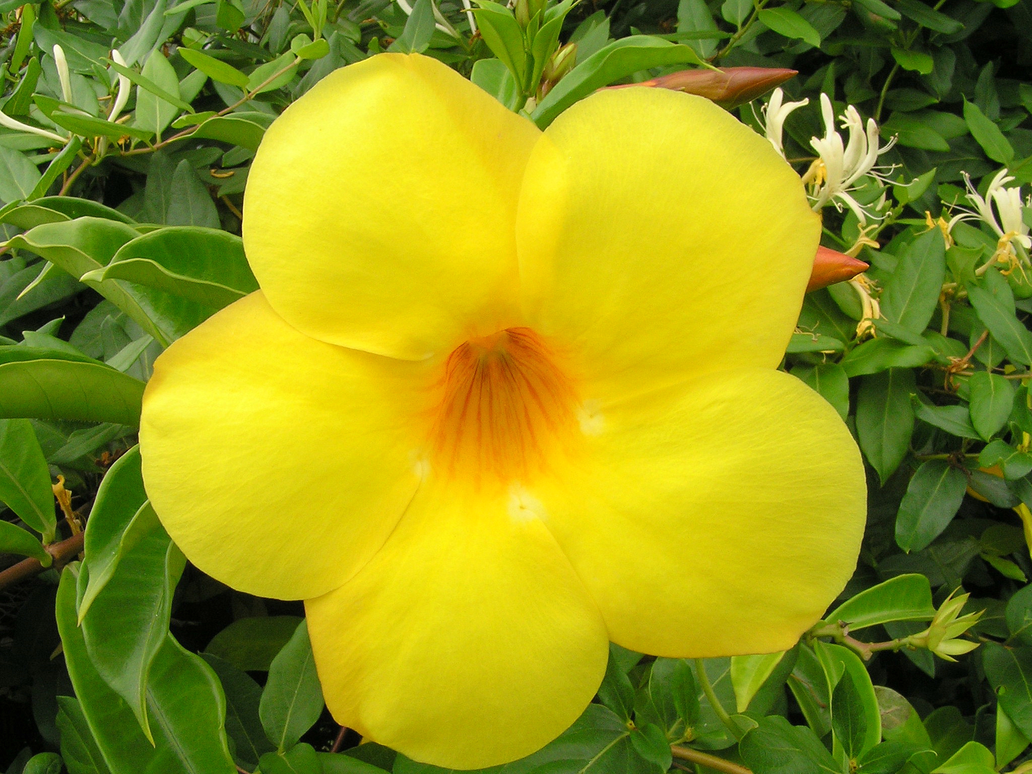 flores mais bonitas do Brasil