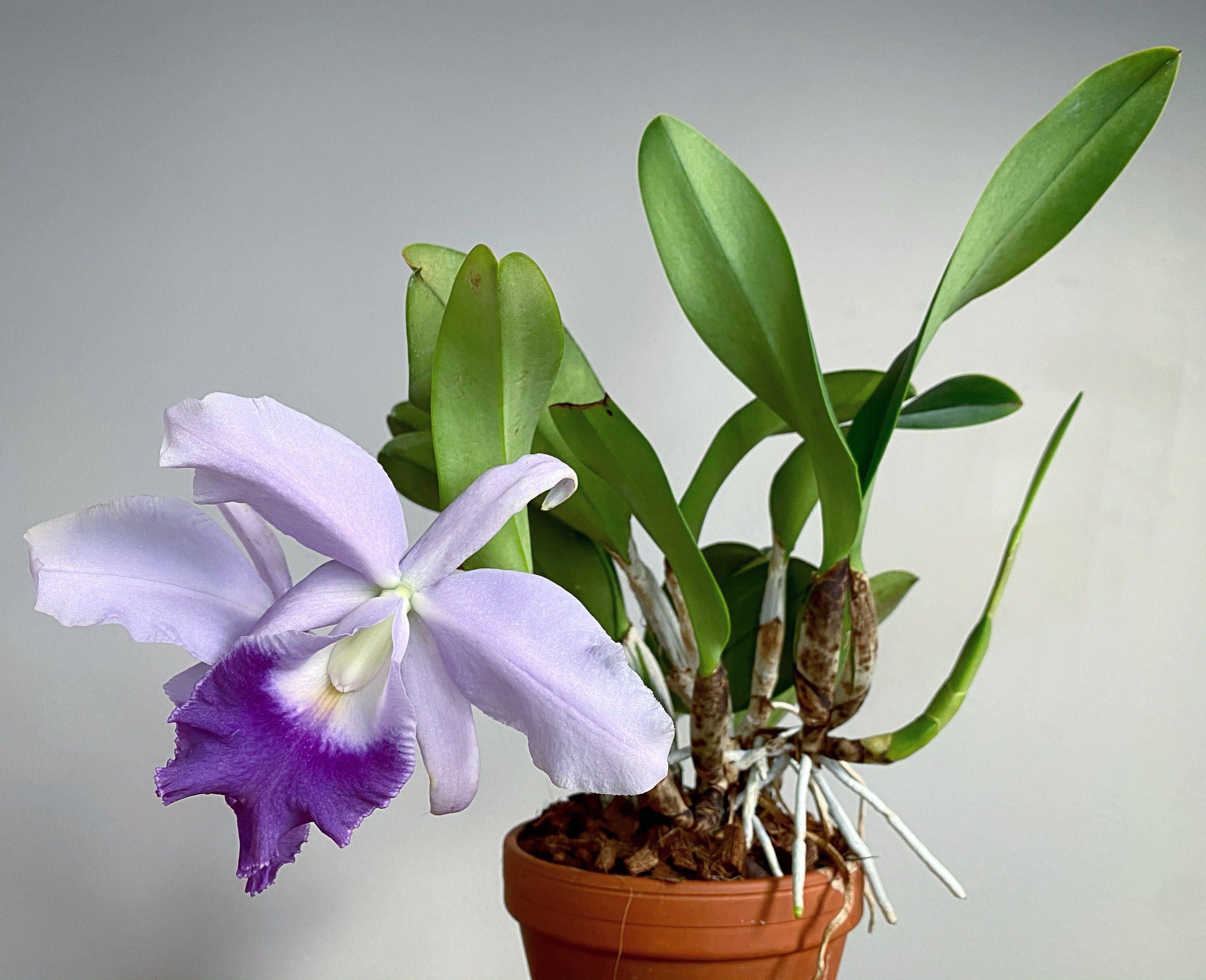 cattleya em vaso