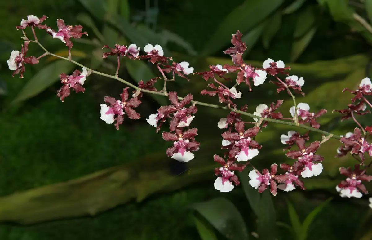 orquídea-chocolate