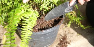 cuidado com samambaia em vaso