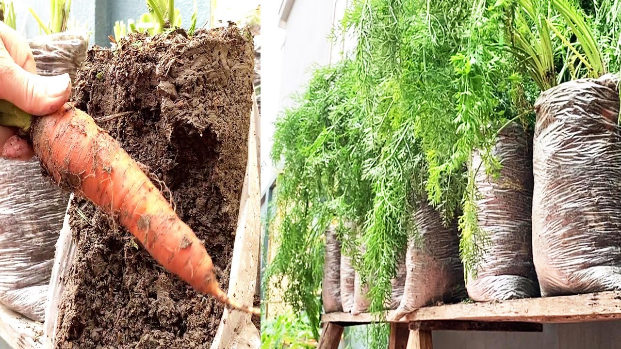 cultivo de cenouras em sacos plásticos