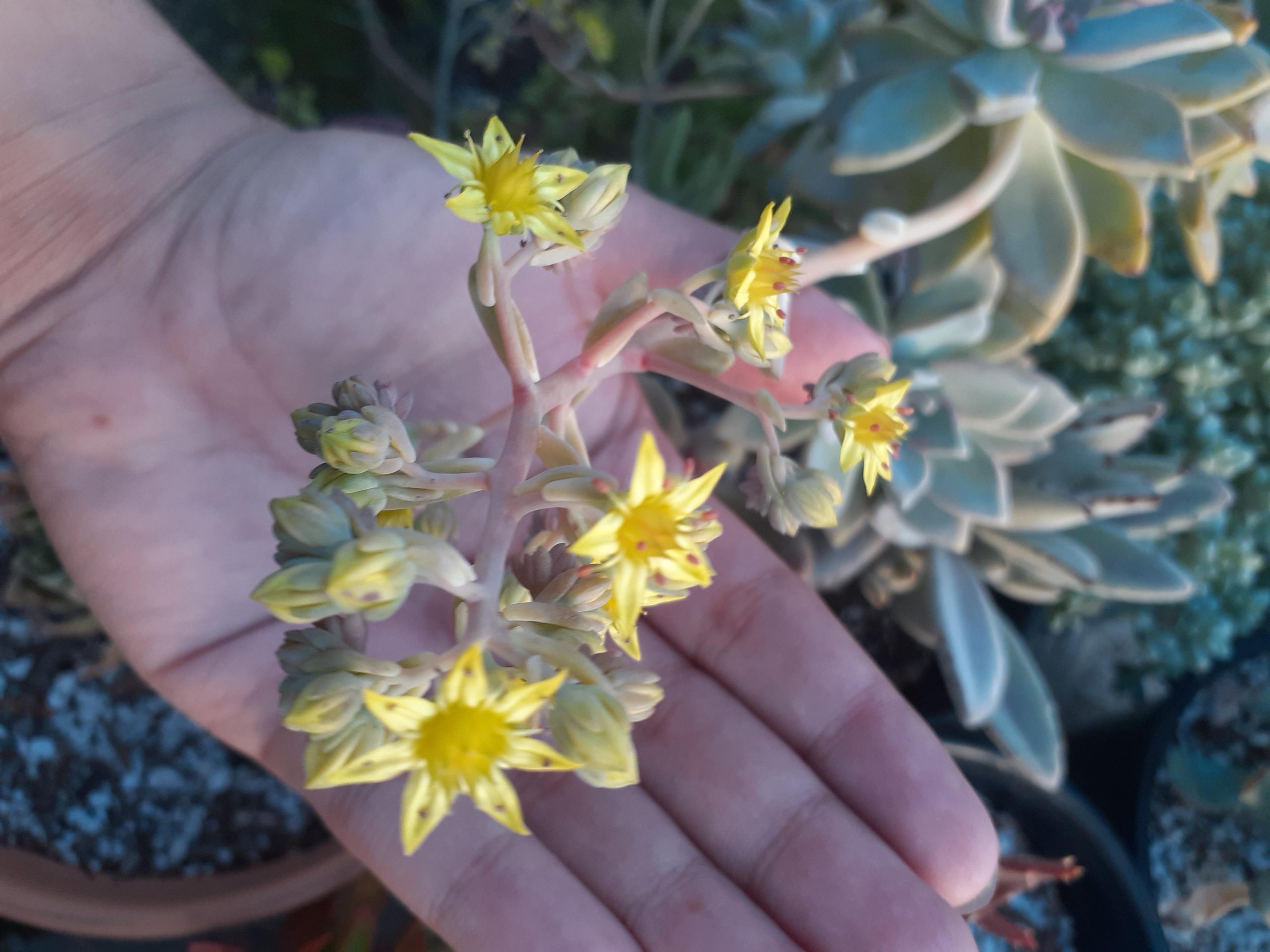 flores da suculenta planta-fantasma