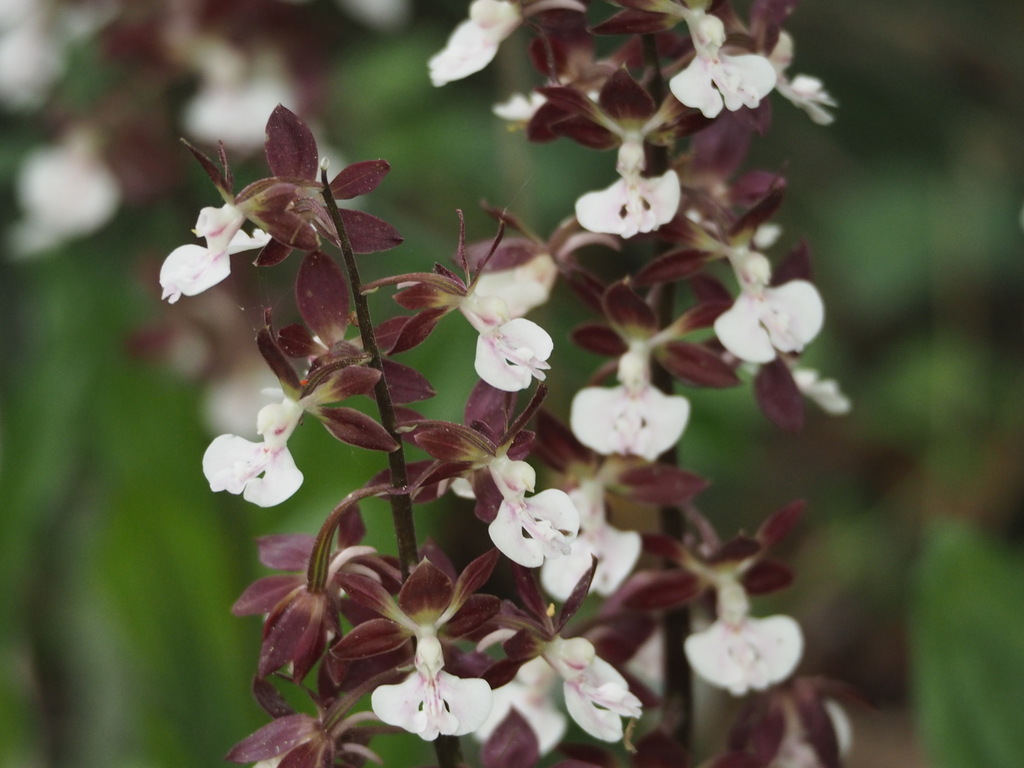 orquídea Calanthe discolor