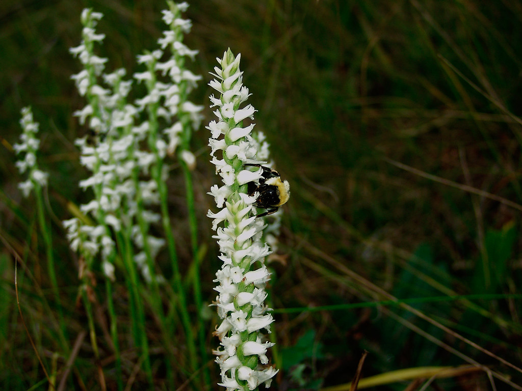 orquídea Spiranthes cernua