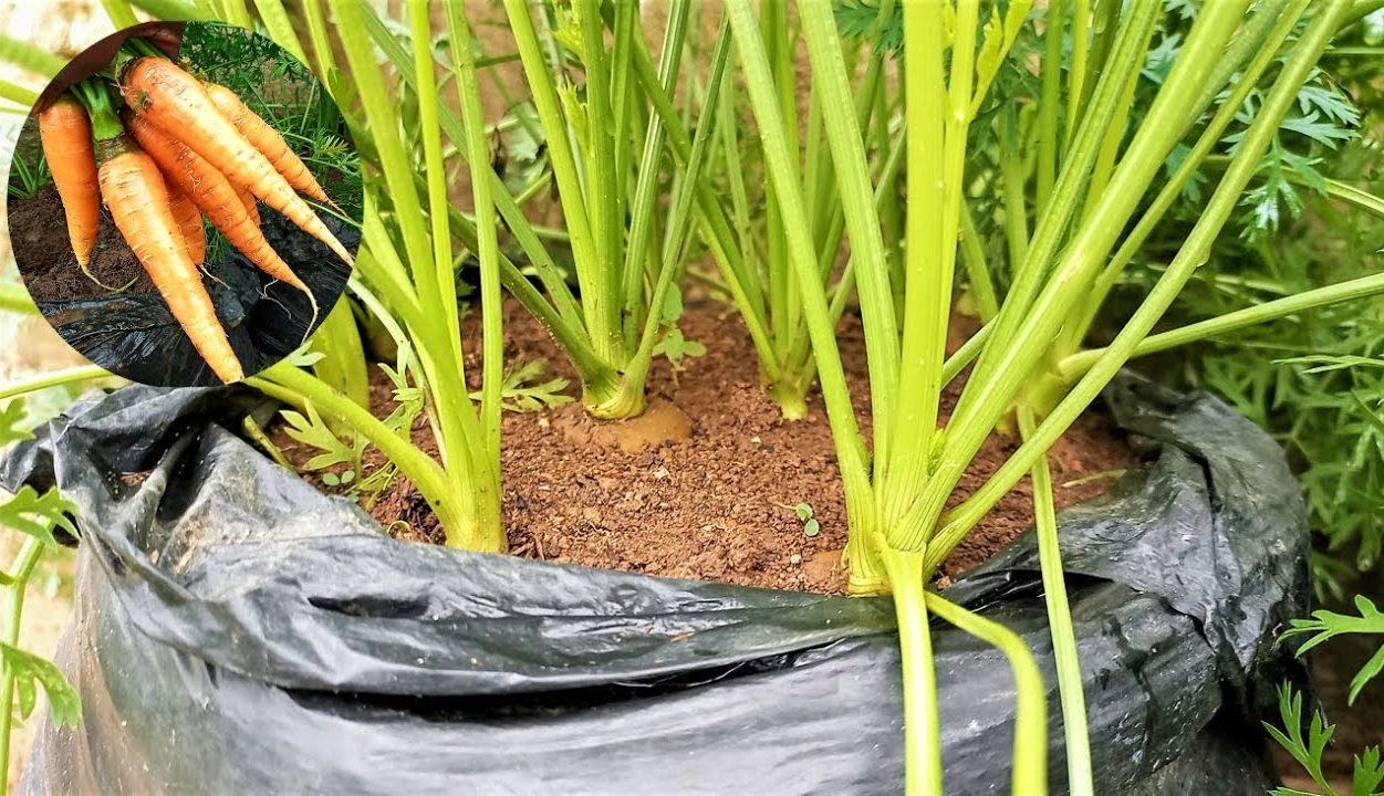 pés de cenoura em saco plástico