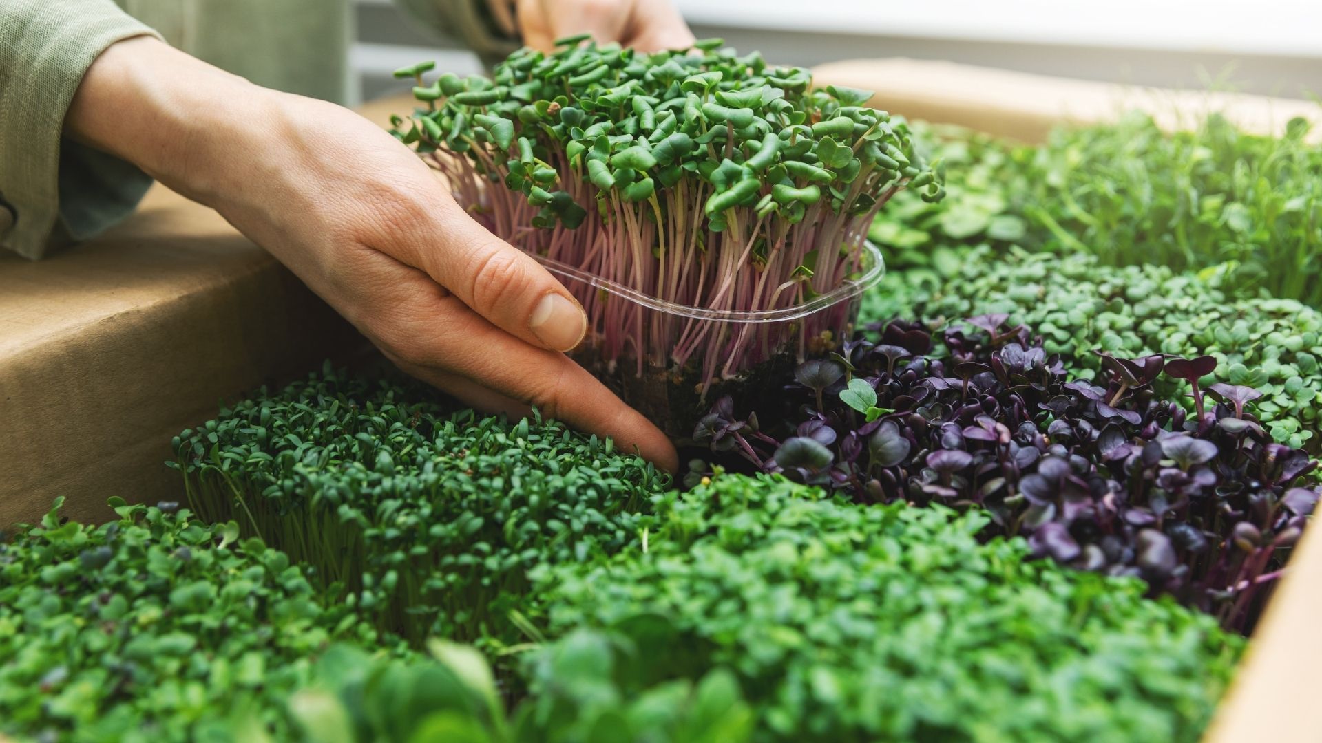 pessoa mexendo em microgreens