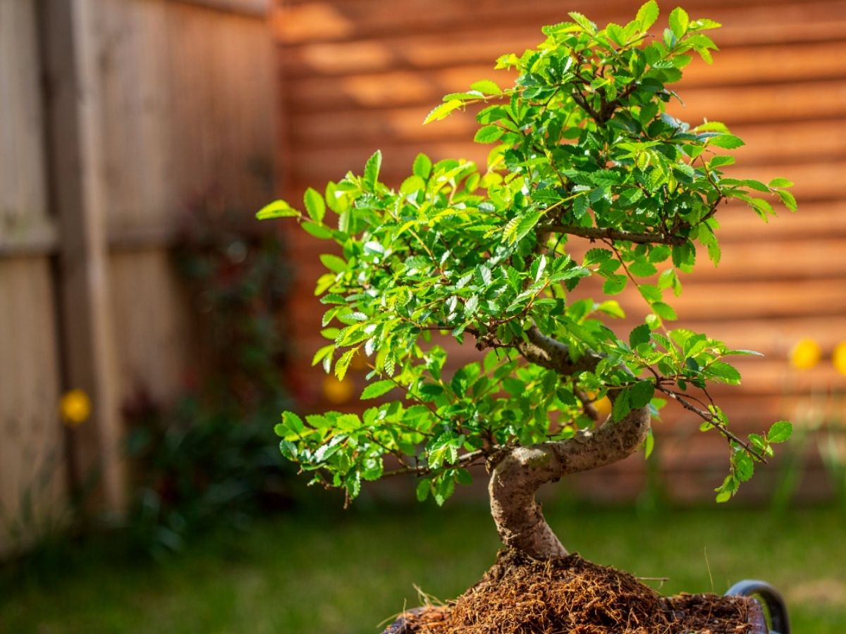 planta bonsai