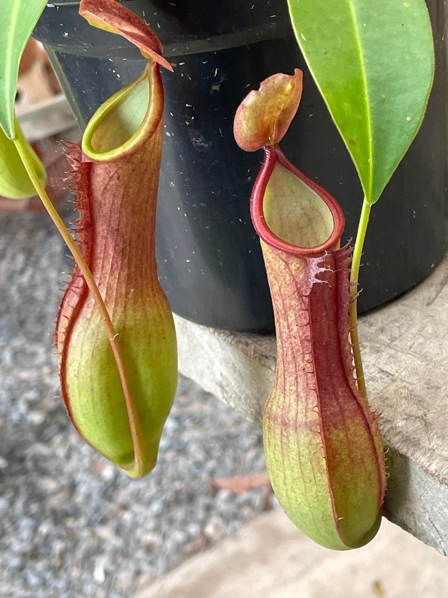 planta carnívora do gênero Nepenthes