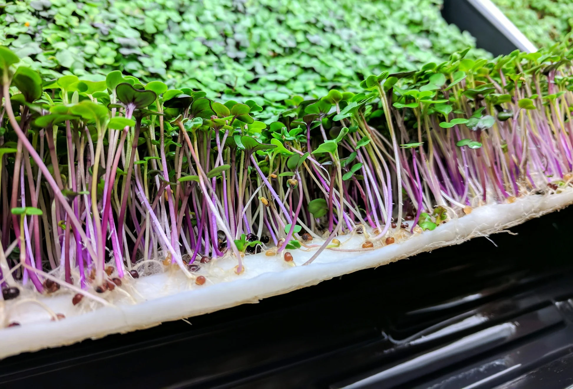 plantação de microgreens