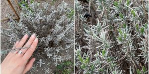 poda da lavanda