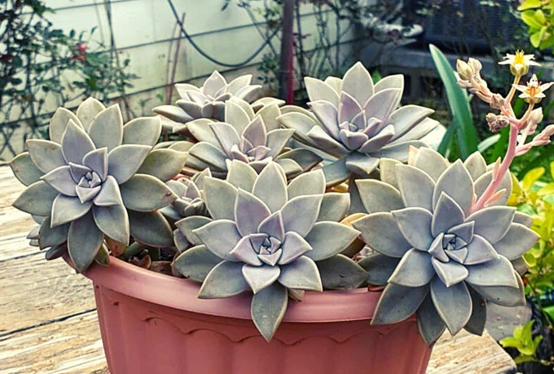 suculenta planta-fantasma em vaso