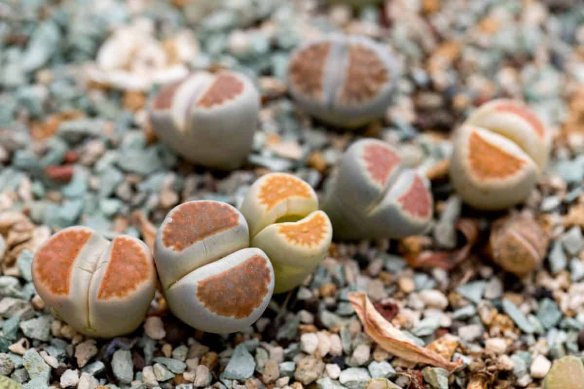 suculentas lithops