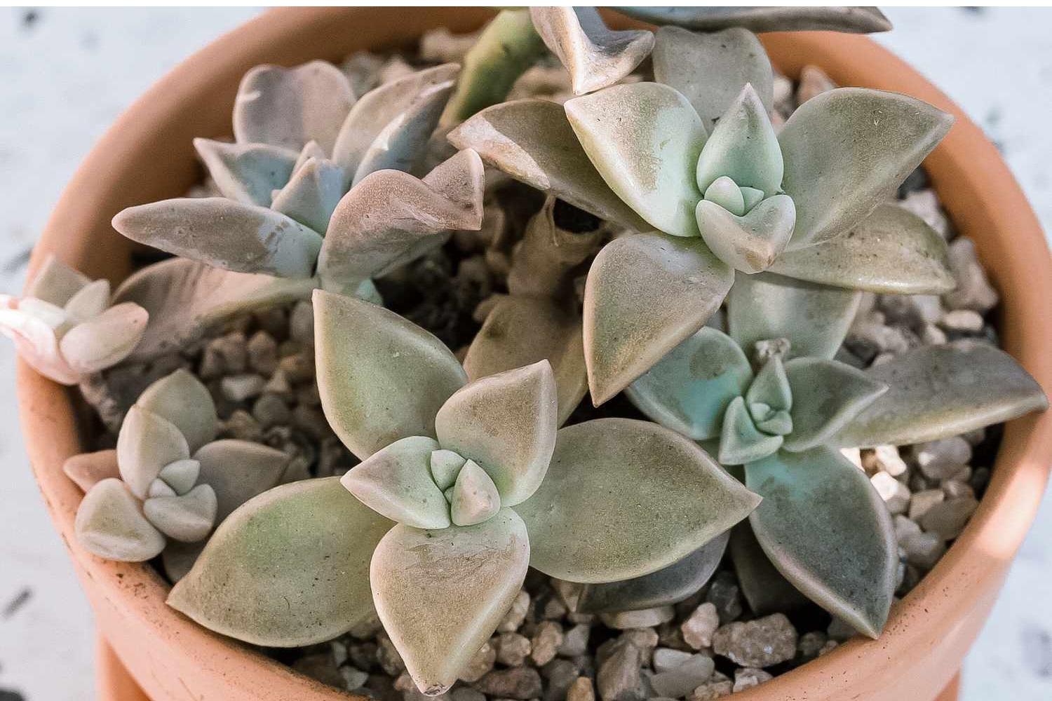 vaso com suculenta planta-fantasma