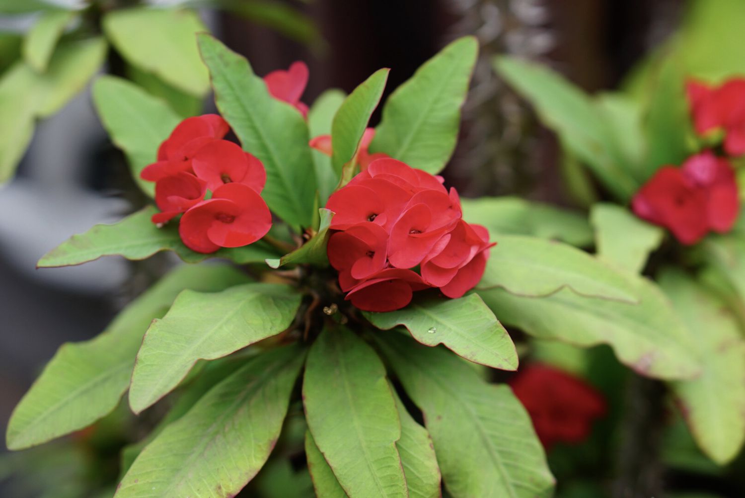 flores da planta coroa-de-cristo