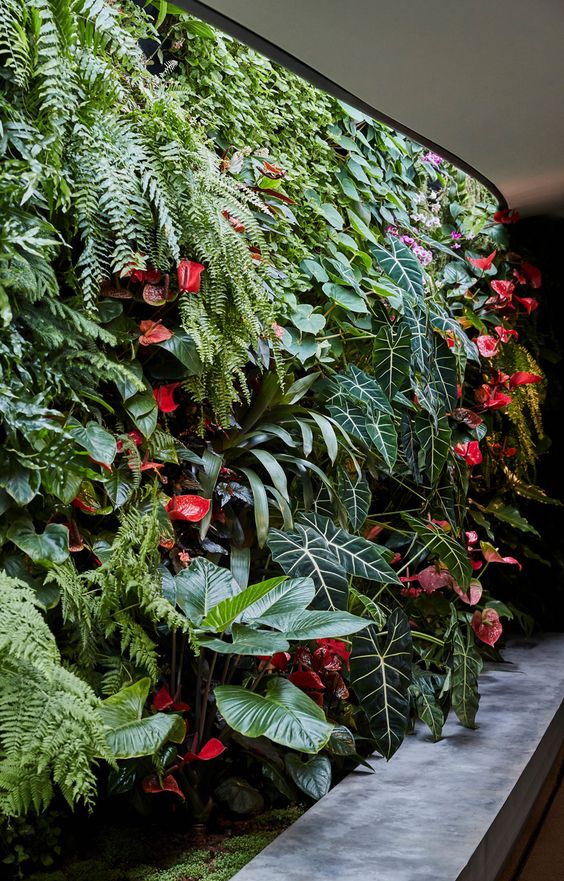 plantas sombra parede verde