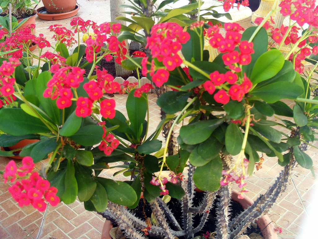 planta coroa-de-cristo em vaso