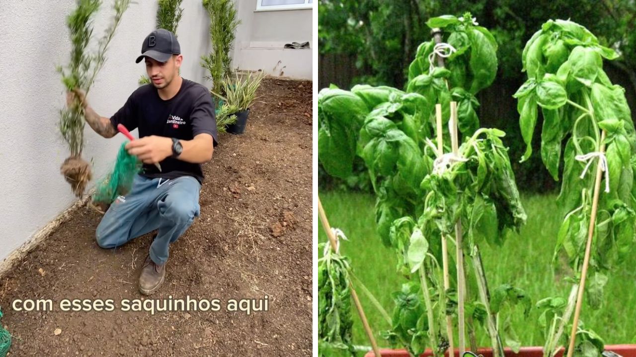 Jardineiro revela segredo para identificar serviço ruim