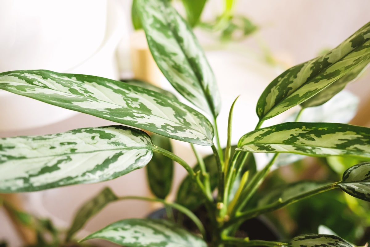 aglaonema saudável