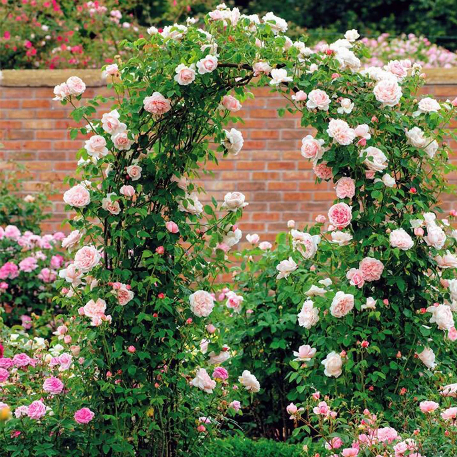 arco com rosas