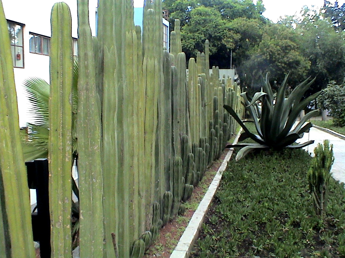 cactos enfileirados ao redor de casa