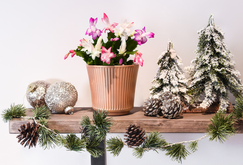 flor-de-maio na decoração de natal