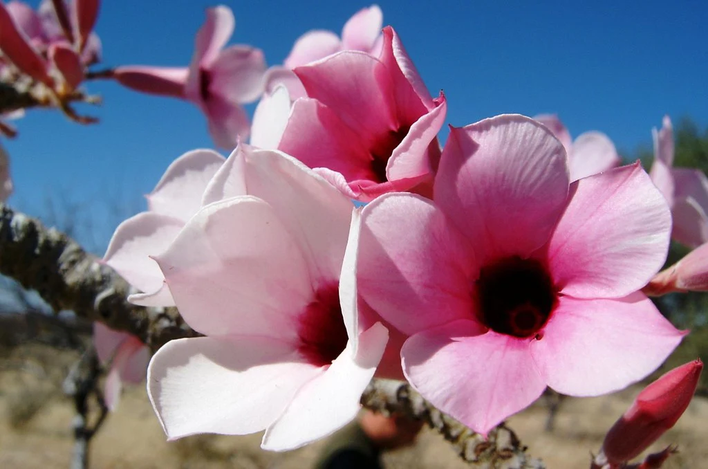 flores da planta veneno-de-caçador