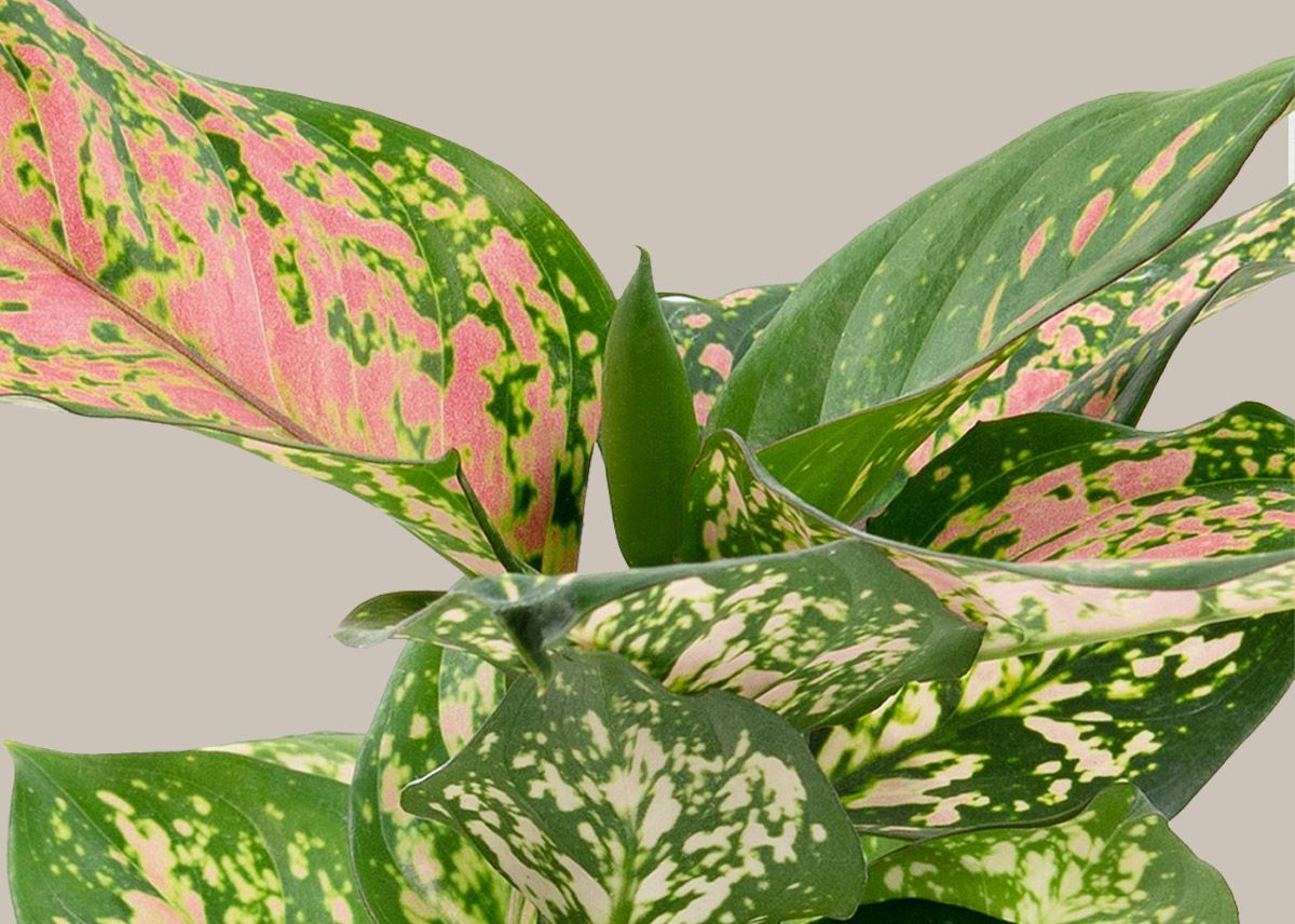 folhas de aglaonema