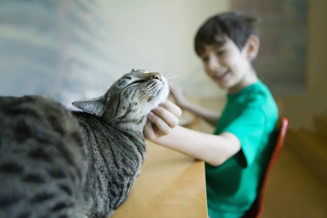 gato ganhando carinho de menino