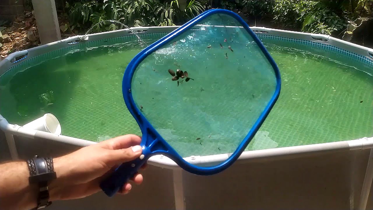 limpeza de piscina de plástico com água verde