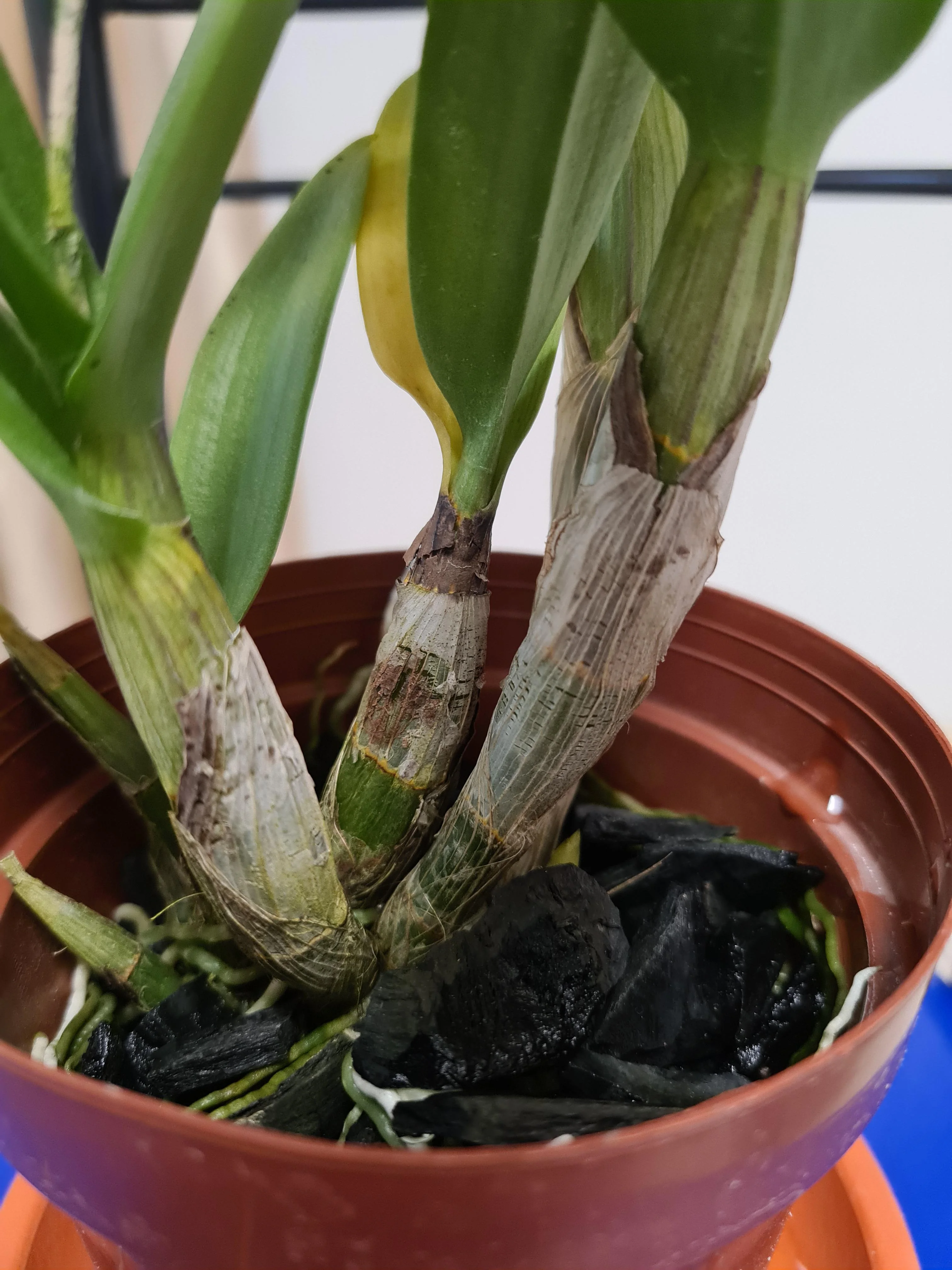 orquídea em vaso com carvão