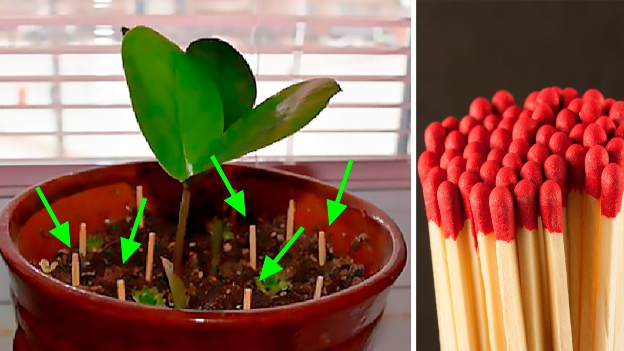 palitos de fósforos em vaso de planta