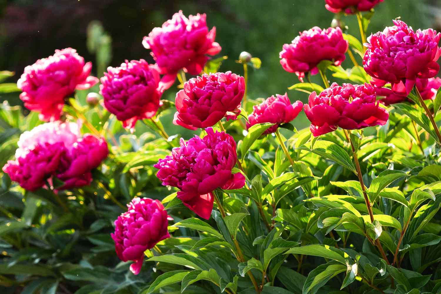 peônias rosas em jardim