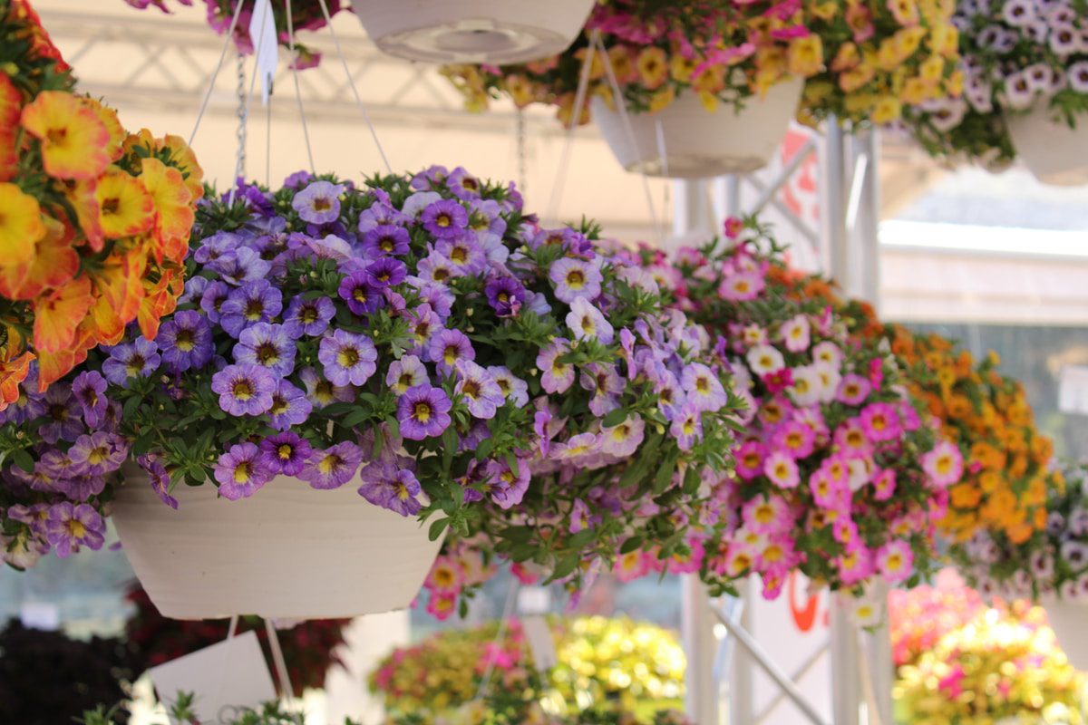 planta calibrachoa