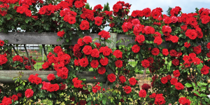 rosas cultivadas verticalmente em cerca