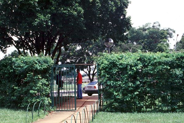 sansão-do-campo como cerca-viva