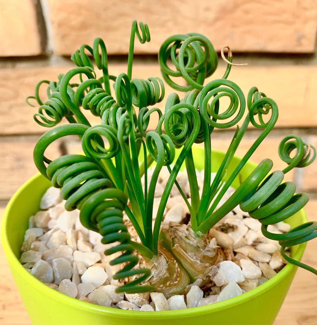 suculenta-espiral em vaso verde-limão